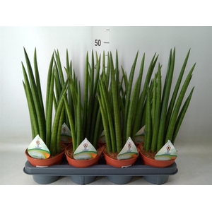 Sansevieria cyl.  ...