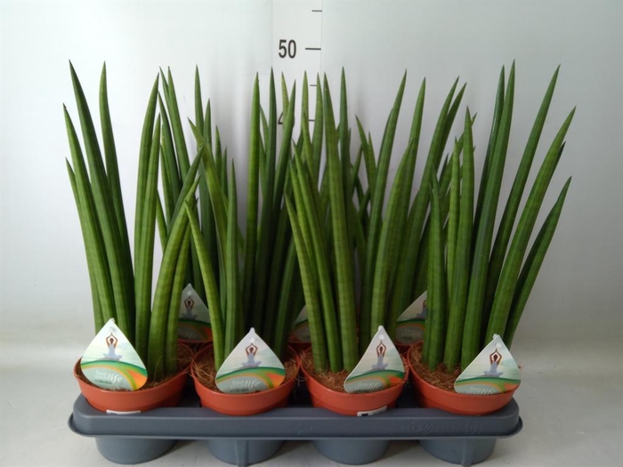<h4>Sansevieria cyl.  ...</h4>