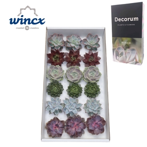 Wincx® - Echeveria Mix (6x3) Wincx-8cm