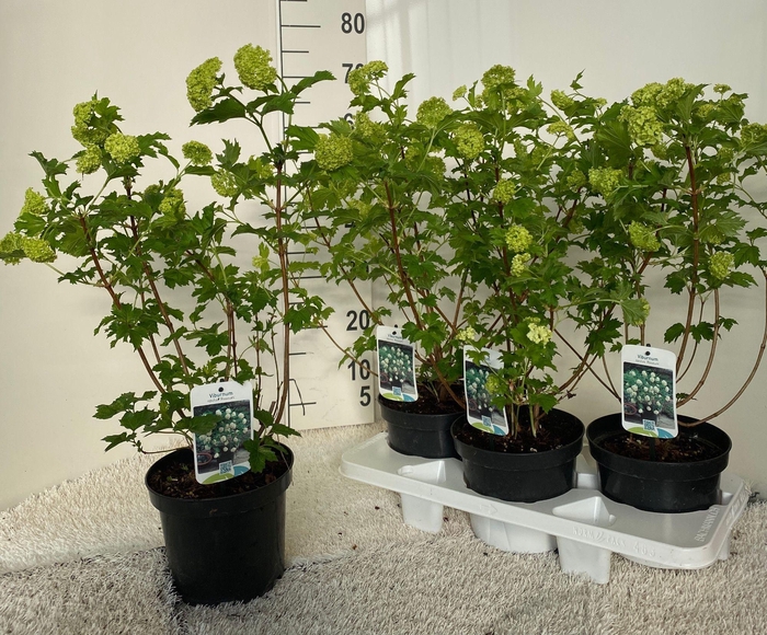 <h4>VIBU OP ROSEUM</h4>