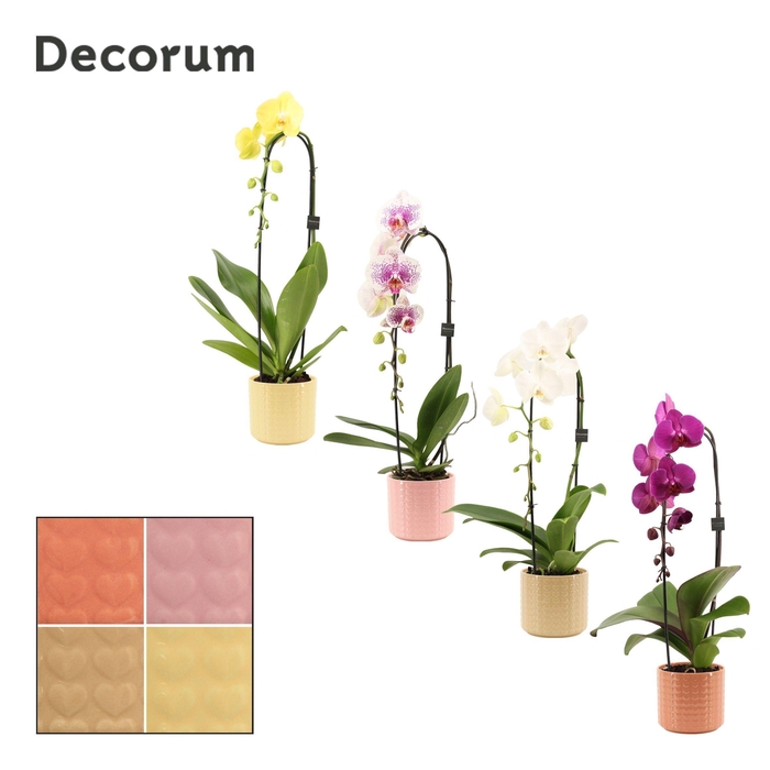 <h4>Phalaenopsis cascade 1 tak mix in Kaya (Sympathetic moods-collec</h4>