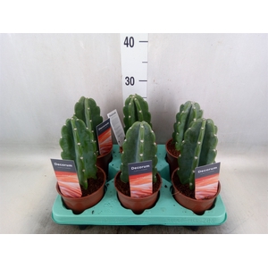 Cereus   ...