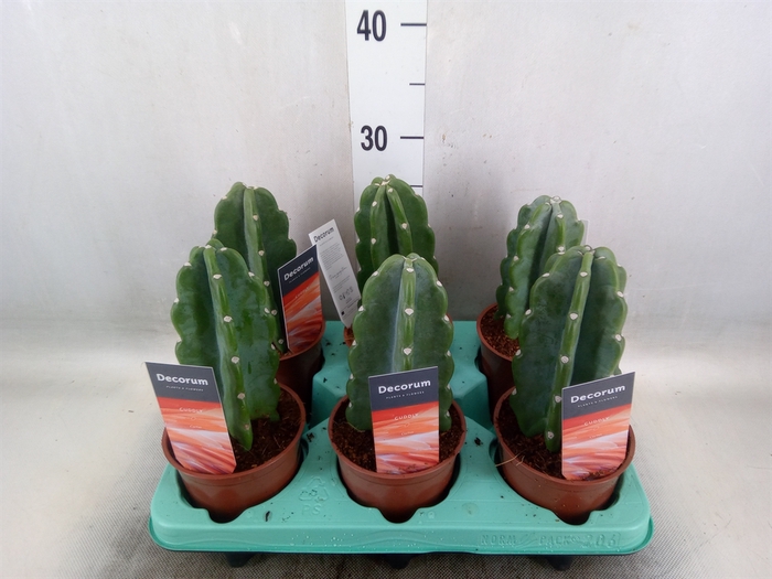 <h4>Cereus   ...</h4>