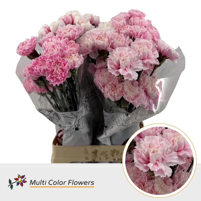<h4>DI St Soft Pink</h4>