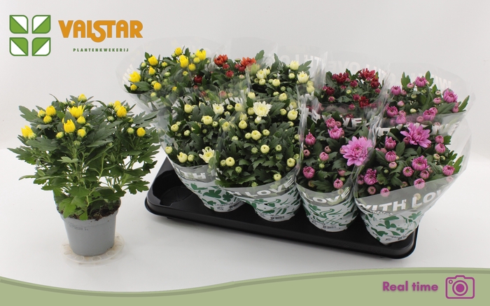 <h4>CHRYS GEM 5 KL</h4>