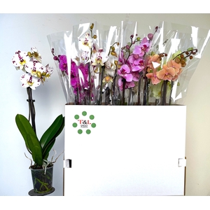 PHAL GEM 7 KL