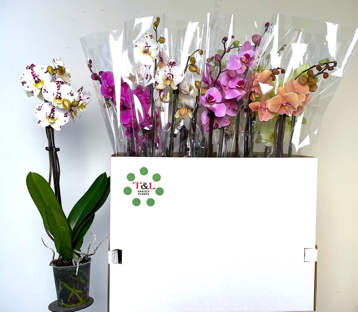 <h4>PHAL GEM 8 KL</h4>