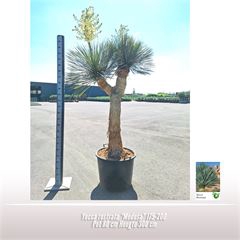 <h4>Yucca rostrata "Medusa"</h4>