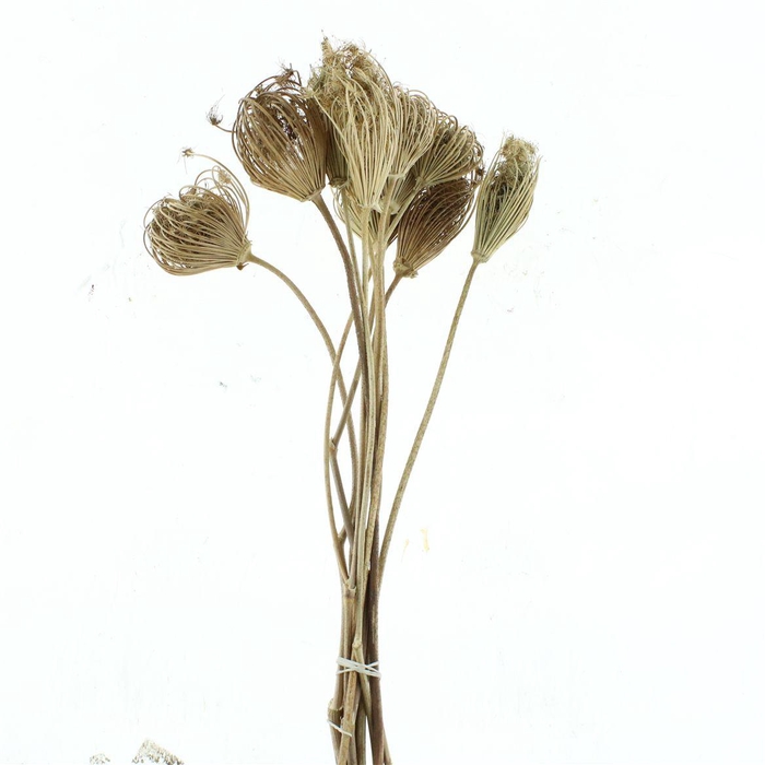 Dried Ammi Natural S (p Stem)