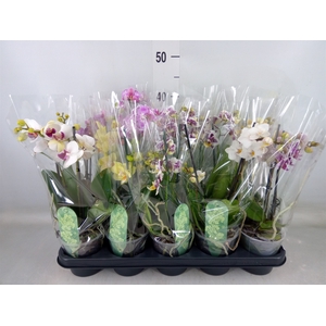 Phalaenopsis multi.   ...mix  4