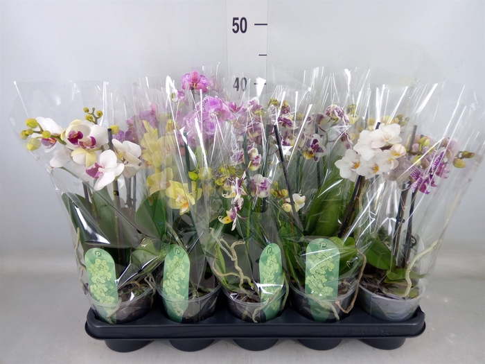 <h4>Phalaenopsis multi.   ...mix  4</h4>