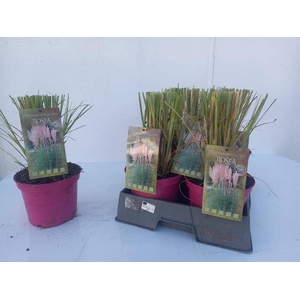 Cortaderia selloana pinka 19Ø 37cm