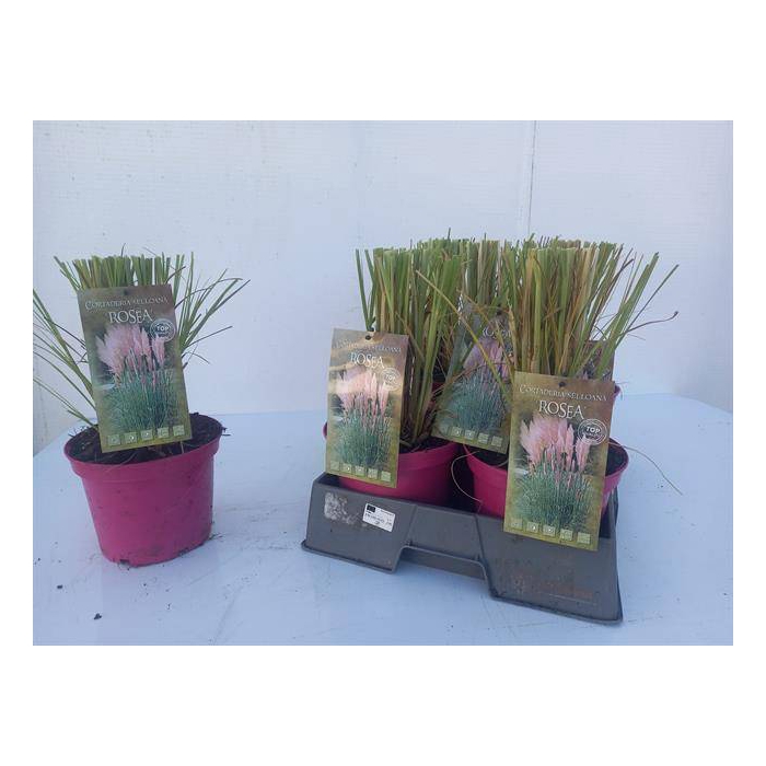 <h4>Cortaderia selloana pinka 19Ø 37cm</h4>