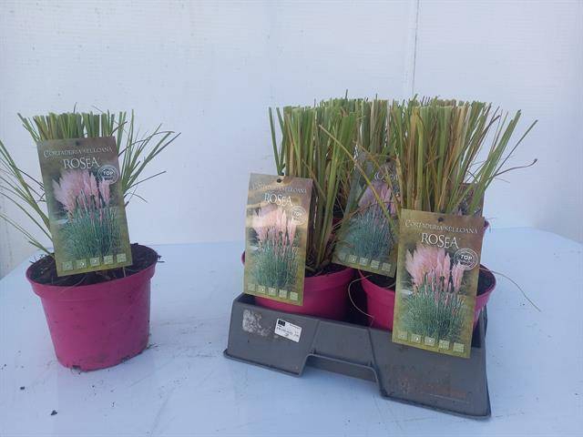Cortaderia selloana pinka 19Ø 37cm
