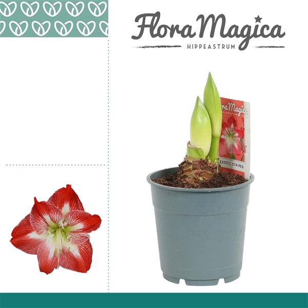 <h4>Hippeastrum Exotic Striped 2 Knop</h4>