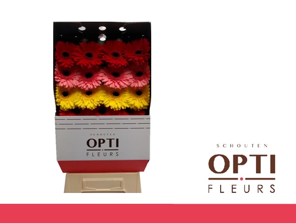 <h4>Gerbera Mix 4 Kleuren Diamond</h4>