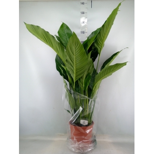 Spathiphyllum  'Sweet Sebastiano'