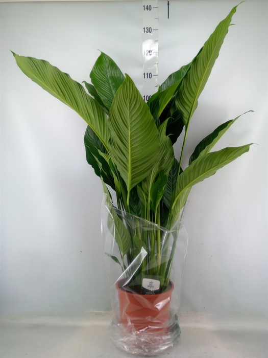 <h4>Spathiphyllum  'Sweet Sebastiano'</h4>