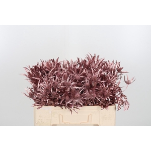 Eryn Orion Kl Bh Rose Goud