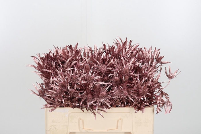 <h4>Eryn Orion Kl Bh Rose Goud</h4>