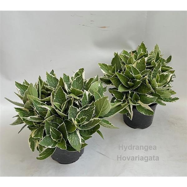 <h4>Hydrangea Hovariagata Garden 19cm [variegated / bontbladig]</h4>