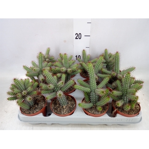 Euphorbia baioensis