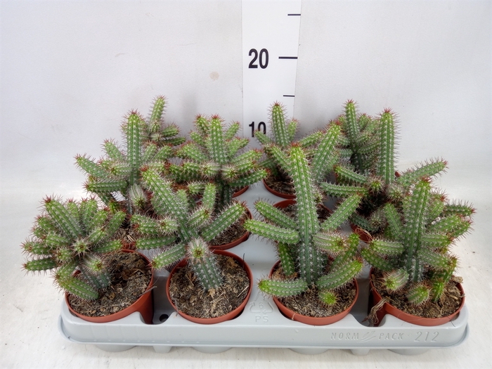 <h4>Euphorbia baioensis</h4>