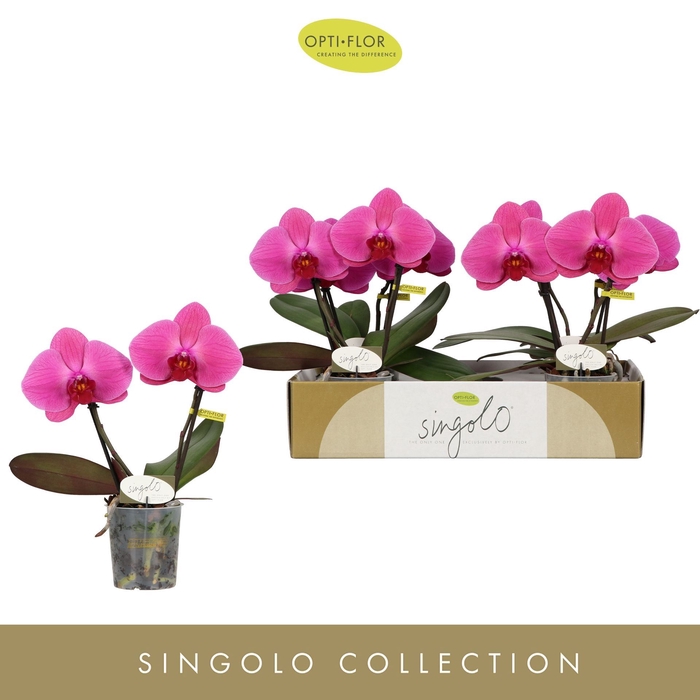 <h4>Phalaenopsis overig paars (meerdere</h4>