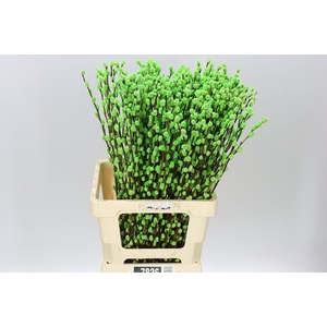 Salix Snow Flake Green