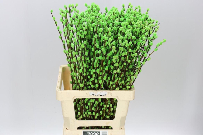 <h4>Salix Snow Flake Green</h4>