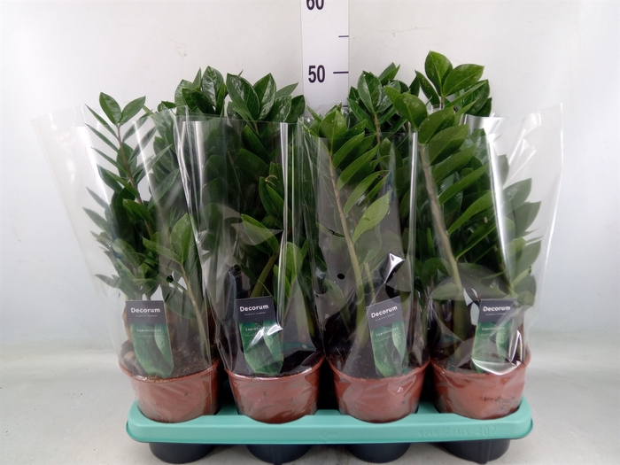 <h4>Zamioculcas zamiifolia</h4>