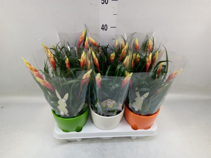 <h4>Vriesea  'Shannon'</h4>