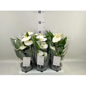 Anthurium andr. 'Cocos'