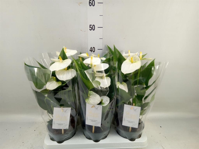 <h4>Anthurium andr. 'Cocos'</h4>