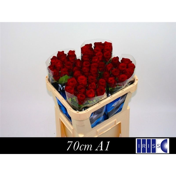 <h4>R Gr Red Naomi! 70cm</h4>