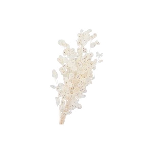 DRY BLEACHED LUNARIA 90X15CM