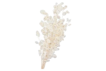 <h4>DRY BLEACHED LUNARIA 90X15CM</h4>