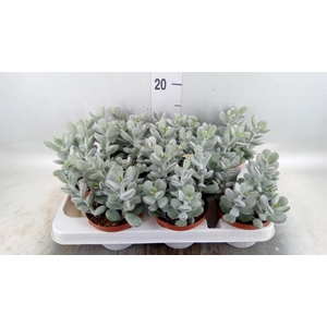 Cotyledon  'Coral'