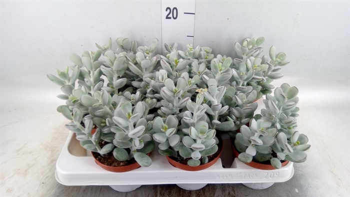 <h4>Cotyledon  'Coral'</h4>