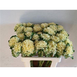 Brass Crane Ru White