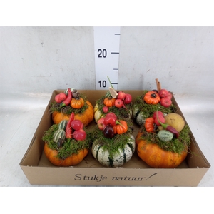 Cucurbita
