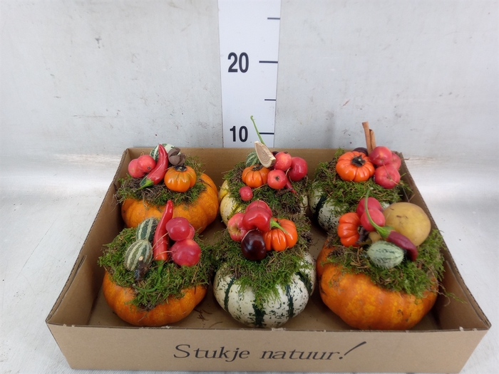 <h4>Cucurbita</h4>