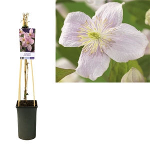 Clematis montana 'Mayleen' +light label