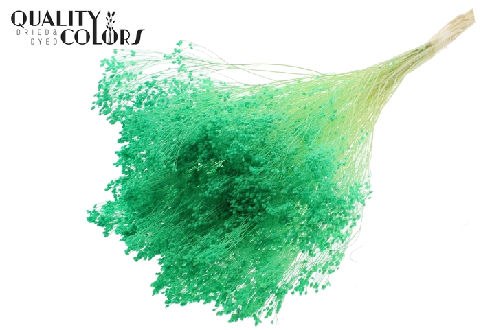 <h4>Broom Bloom p/bunch in poly Bleached Light Green</h4>