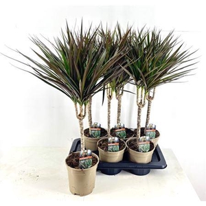 ** Dra Marg Magenta 30cm 3+ * Winter Promo *