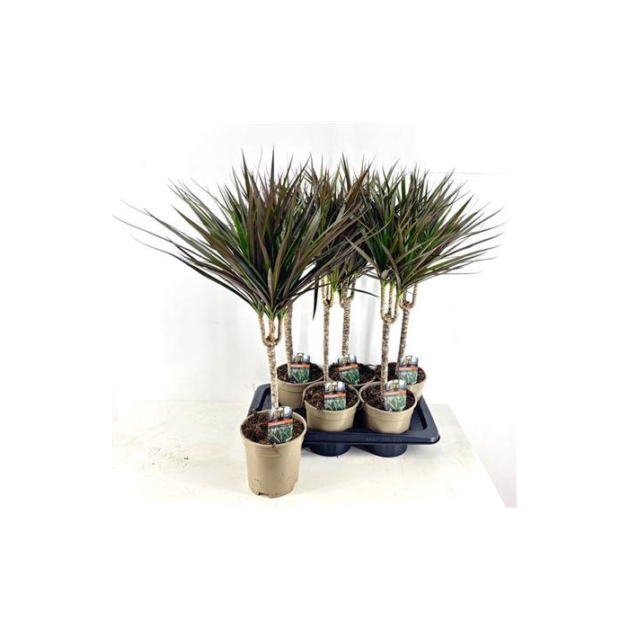 <h4>** Dra Marg Magenta 30cm 3+ * Winter Promo *</h4>