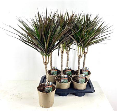 ** Dra Marg Magenta 30cm 3+ * Winter Promo *