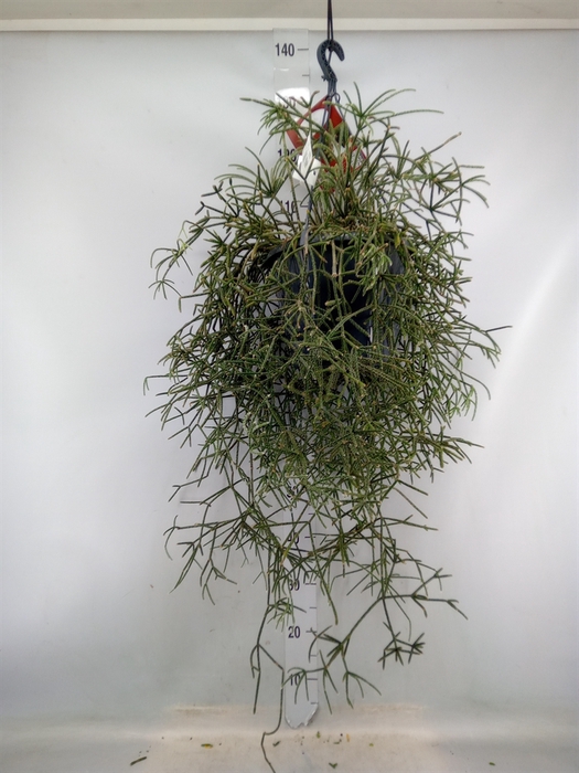 <h4>Rhipsalis pilocarpa</h4>