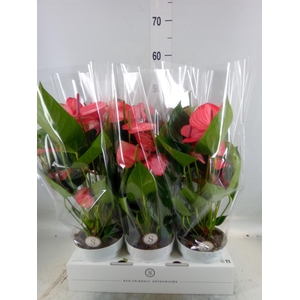 Anthurium andr. 'Livium Ruby'