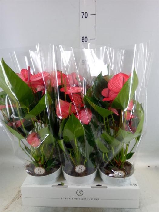 <h4>Anthurium andr. 'Livium Ruby'</h4>